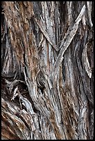 Bark detail of Pinyon pine trunk. Great Sand Dunes National Park, Colorado, USA. (color)