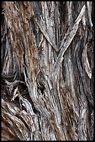 Bark detail of Pinyon pine trunk. Great Sand Dunes National Park and Preserve, Colorado, USA.