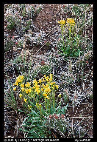 Yellow flowers and cactus. Great Sand Dunes National Park and Preserve (color)