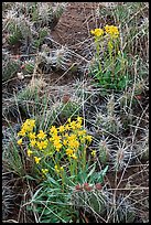 Yellow flowers and cactus. Great Sand Dunes National Park, Colorado, USA. (color)