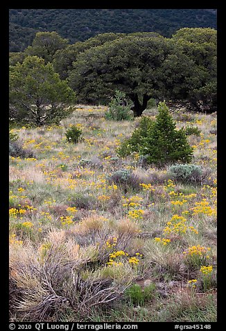 Slope with yellow flowers and pinyon pines. Great Sand Dunes National Park and Preserve, Colorado, USA.