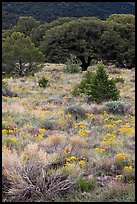 Slope with yellow flowers and pinyon pines. Great Sand Dunes National Park and Preserve, Colorado, USA.