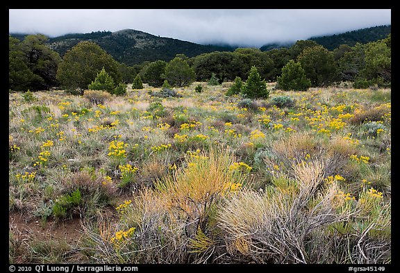 Sagebrush in bloom and pinyon pine forest. Great Sand Dunes National Park, Colorado, USA.