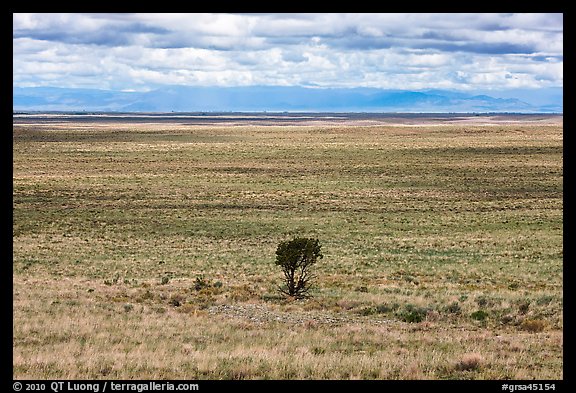 Lonely tree on plain. Great Sand Dunes National Park and Preserve (color)