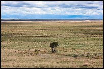 Lonely tree on plain. Great Sand Dunes National Park and Preserve, Colorado, USA.