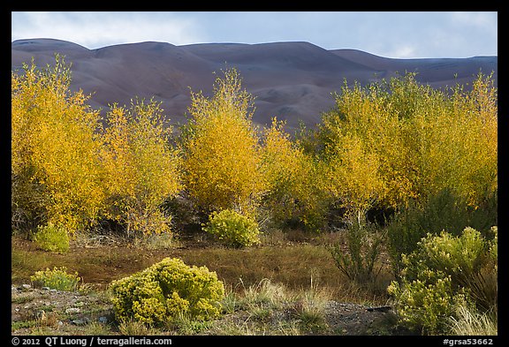 Cottonwoods in fall foliage and dark dunes. Great Sand Dunes National Park, Colorado, USA.