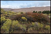 Shrubs in autumn and dunes. Great Sand Dunes National Park, Colorado, USA. (color)