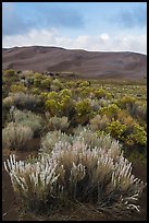 Shrubs and dunes. Great Sand Dunes National Park, Colorado, USA. (color)