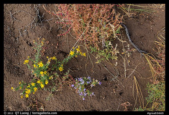 Ground close-up with flowers, shrubs, and sand. Great Sand Dunes National Park and Preserve (color)