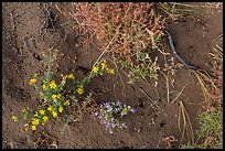 Ground close-up with flowers, shrubs, and sand. Great Sand Dunes National Park and Preserve, Colorado, USA.