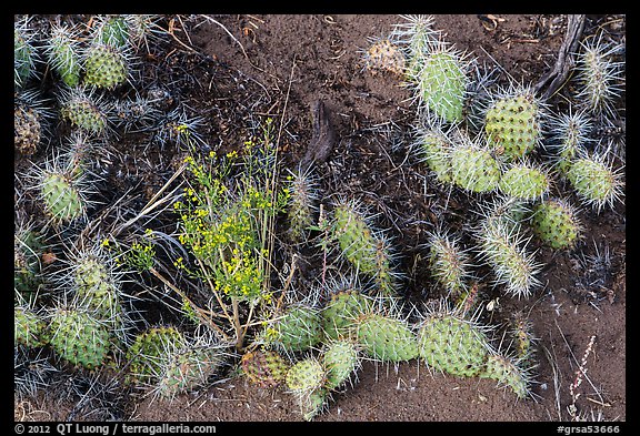 Ground close-up with flowers, cactus, and sand. Great Sand Dunes National Park, Colorado, USA.