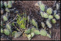 Ground close-up with flowers, cactus, and sand. Great Sand Dunes National Park, Colorado, USA. (color)