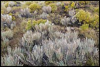 Grassland shrubs. Great Sand Dunes National Park, Colorado, USA. (color)