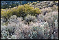 Sage and rabbitbrush. Great Sand Dunes National Park, Colorado, USA. (color)