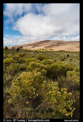 Rubber rabbitbrush. Great Sand Dunes National Park, Colorado, USA.