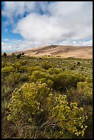 Rubber rabbitbrush. Great Sand Dunes National Park, Colorado, USA. (color)