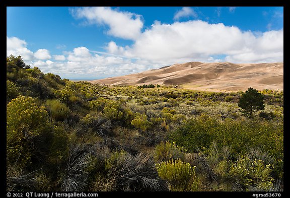 Rabbitbrush in autumn and dunes. Great Sand Dunes National Park, Colorado, USA.