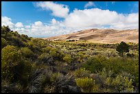 Rabbitbrush in autumn and dunes. Great Sand Dunes National Park and Preserve ( color)