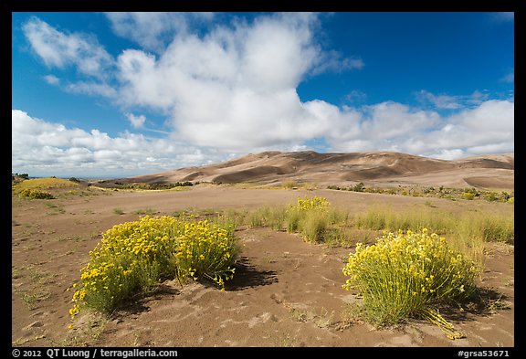 Rabbitbrush in dried Medano creek bed. Great Sand Dunes National Park and Preserve (color)