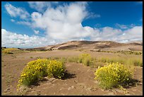 Rabbitbrush in dried Medano creek bed. Great Sand Dunes National Park and Preserve ( color)