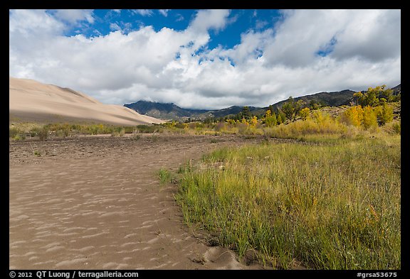 Grasses, patterns in sand of Medano Creek, sand dunes in autumn. Great Sand Dunes National Park, Colorado, USA.