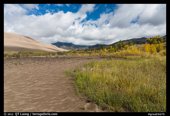 Grasses, patterns in sand of Medano Creek, sand dunes in autumn. Great Sand Dunes National Park and Preserve, Colorado, USA.