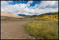 Grasses, patterns in sand of Medano Creek, sand dunes in autumn. Great Sand Dunes National Park, Colorado, USA. (color)