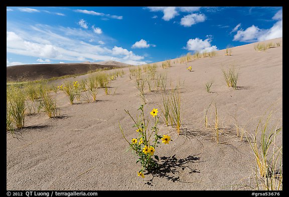 Prairie sunflowers and blowout grasses on sand dunes. Great Sand Dunes National Park and Preserve (color)