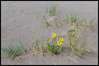 Close-up of Prairie sunflowers and blowout grasses. Great Sand Dunes National Park and Preserve, Colorado, USA.