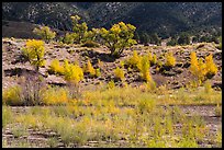 Riparian vegetation in autum foliage, Medano Creek. Great Sand Dunes National Park and Preserve, Colorado, USA.