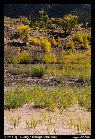 Shrubs and cottonwoods in autum foliage, Medano Creek. Great Sand Dunes National Park and Preserve, Colorado, USA.