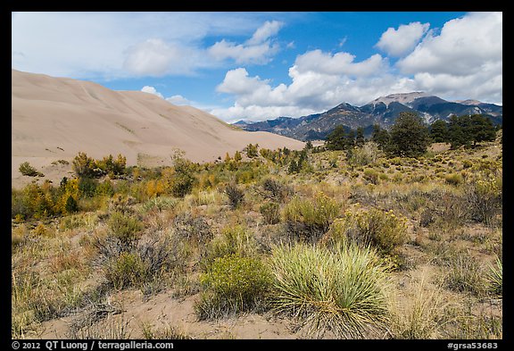 Desert shrubs, dunes and mountains. Great Sand Dunes National Park, Colorado, USA.