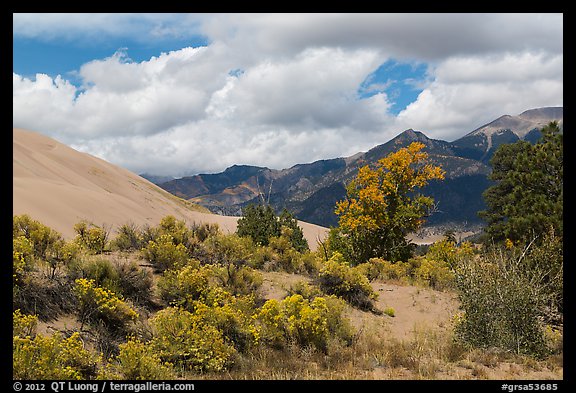 Autumn color on Escape Dunes. Great Sand Dunes National Park, Colorado, USA.