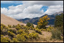 Autumn color on Escape Dunes. Great Sand Dunes National Park and Preserve ( color)