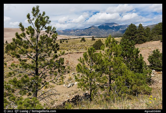 Pinyon pines. Great Sand Dunes National Park, Colorado, USA.