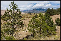 Pinyon pines. Great Sand Dunes National Park, Colorado, USA. (color)