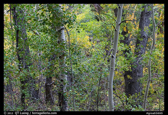 Forest in autumn along Mosca Creek. Great Sand Dunes National Park and Preserve (color)