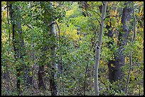 Forest in autumn along Mosca Creek. Great Sand Dunes National Park, Colorado, USA. (color)