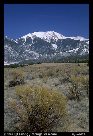 Desert-like sagebrush and snowy Sangre de Cristo Mountains. Great Sand Dunes National Park, Colorado, USA.