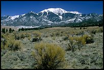 Desert-like sagebrush and snowy Sangre de Cristo Mountains. Great Sand Dunes National Park and Preserve, Colorado, USA.