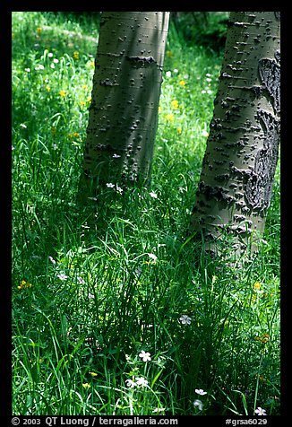 Aspen trunks in summer near Medora Pass. Great Sand Dunes National Park, Colorado, USA.