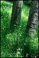 Aspen trunks in summer near Medora Pass. Great Sand Dunes National Park, Colorado, USA. (color)