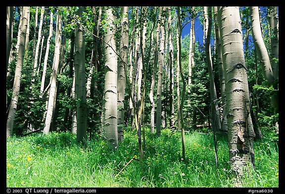 Aspen trees in summer near Medano Pass. Great Sand Dunes National Park and Preserve, Colorado, USA.