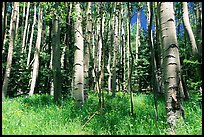 Aspen trees in summer near Medora Pass. Great Sand Dunes National Park, Colorado, USA. (color)