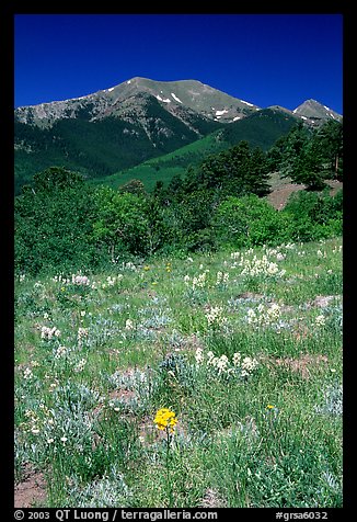 Summer meadow and Sangre de Cristo Mountains near Medano Pass. Great Sand Dunes National Park and Preserve, Colorado, USA.