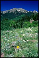 Summer meadow and Sangre de Cristo Mountains near Medano Pass. Great Sand Dunes National Park and Preserve, Colorado, USA.