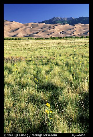 Grass and dunes, morning. Great Sand Dunes National Park and Preserve, Colorado, USA.