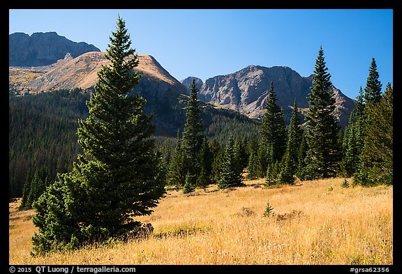 Subalpine meadow in Sand Creek Valley. Great Sand Dunes National Park and Preserve, Colorado, USA.