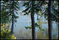 Trees on shore on Lower Sand Creek Lake. Great Sand Dunes National Park and Preserve, Colorado, USA.