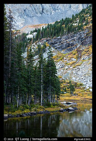 Firs on shoreline, Lower Sand Creek Lake. Great Sand Dunes National Park and Preserve, Colorado, USA.